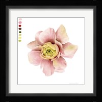 Watercolor Ranunculus Study I Framed Print