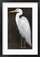 White Heron Portrait II Framed Print