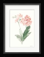 Spring Orchid II Framed Print