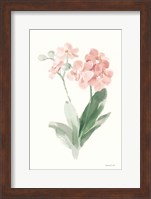 Spring Orchid II Fine Art Print