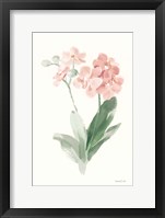 Spring Orchid II Framed Print
