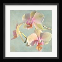 Jewel Orchids I Fine Art Print