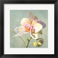 Jewel Orchids II Fine Art Print