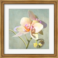 Jewel Orchids II Fine Art Print