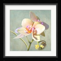 Jewel Orchids II Fine Art Print