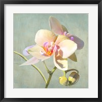 Jewel Orchids II Framed Print