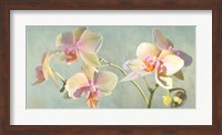 Jewel Orchids Fine Art Print