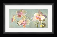 Jewel Orchids Fine Art Print