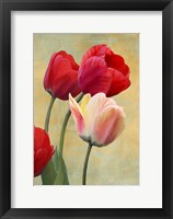 Ruby Tulips Fine Art Print