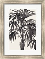 Riviera Palms II BW Fine Art Print