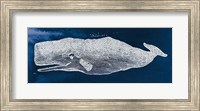 Whale on Blue Fine Art Print