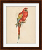 Parrot Study Fine Art Print