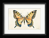 Butterfly Study II Framed Print