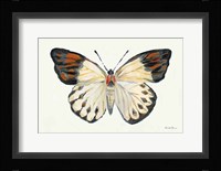Butterfly Study I Framed Print