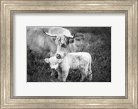 Cow Care Fine Art Print