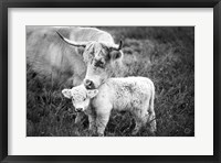 Cow Care Fine Art Print