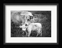 Cow Care Fine Art Print
