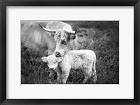 Cow Care Framed Print