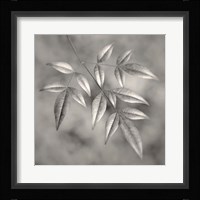 Botanical Study No. 4 Fine Art Print