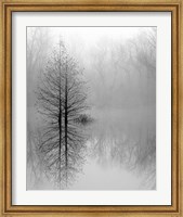 Lake Trees in Winter Fog Fine Art Print