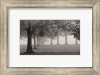 Trees In Early Autumn Fine Art Print