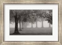 Trees In Early Autumn Fine Art Print