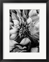 B&W Flower 4 Fine Art Print