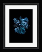 Blue Betta Fine Art Print