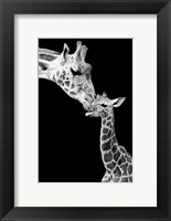 First Love - Giraffe Fine Art Print