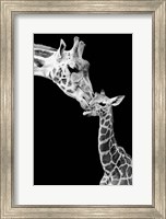 First Love - Giraffe Fine Art Print