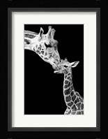 First Love - Giraffe Fine Art Print