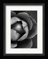 Flower Bloom Fine Art Print