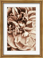 Flower Bloom 3 Fine Art Print