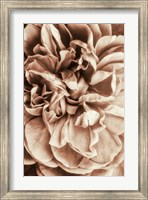 Flower Bloom 3 Fine Art Print