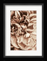Flower Bloom 3 Fine Art Print