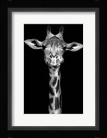 Giraffe Fine Art Print