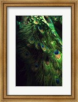 Peacock Tail Fine Art Print