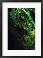 Peacock Tail Fine Art Print