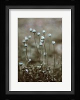 Poppy Pods Fine Art Print