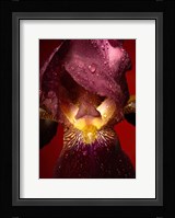 Red Flower Fine Art Print
