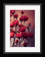 Red Flowers Fine Art Print