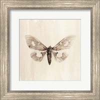 Sepia Moth Fine Art Print