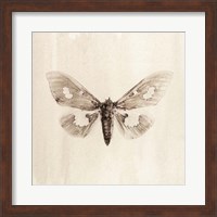 Sepia Moth Fine Art Print