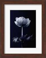 Single Flower Fine Art Print