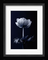 Single Flower Fine Art Print