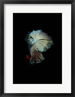 Turquoise and Red Betta Fine Art Print
