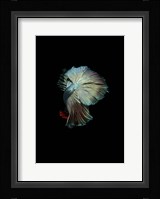 Turquoise and Red Betta Fine Art Print