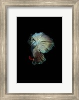 Turquoise and Red Betta Fine Art Print