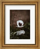 White Poppies Fine Art Print