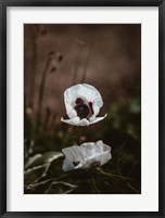 White Poppies Fine Art Print